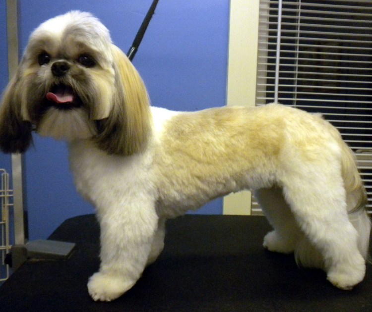 Ши тцу стрижка Лев