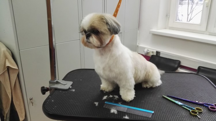 Стрижка ши тцу под щенка