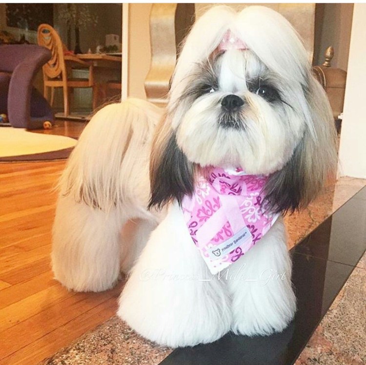 Ши тцу стрижки длинные