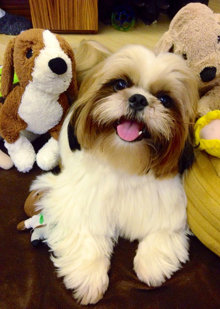 Ши тцу Медвежонок