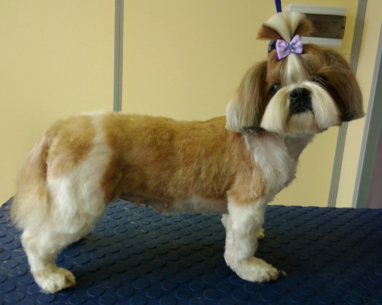 Ши тцу Ксения