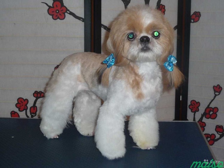 Стрижка собак Москва