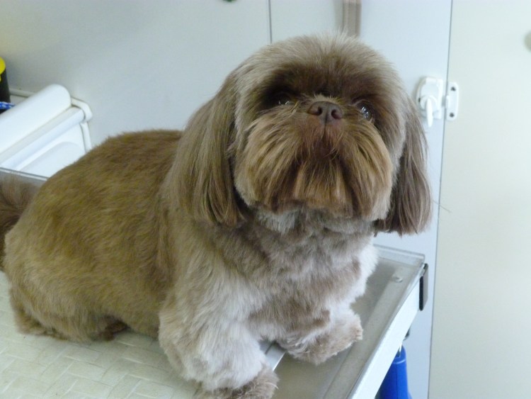 Азиатская стрижка ши тцу