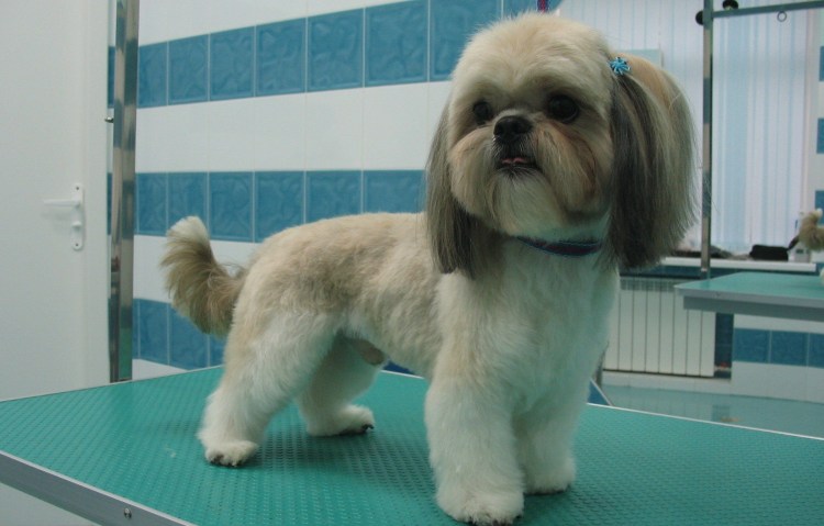 Ши тцу стрижки