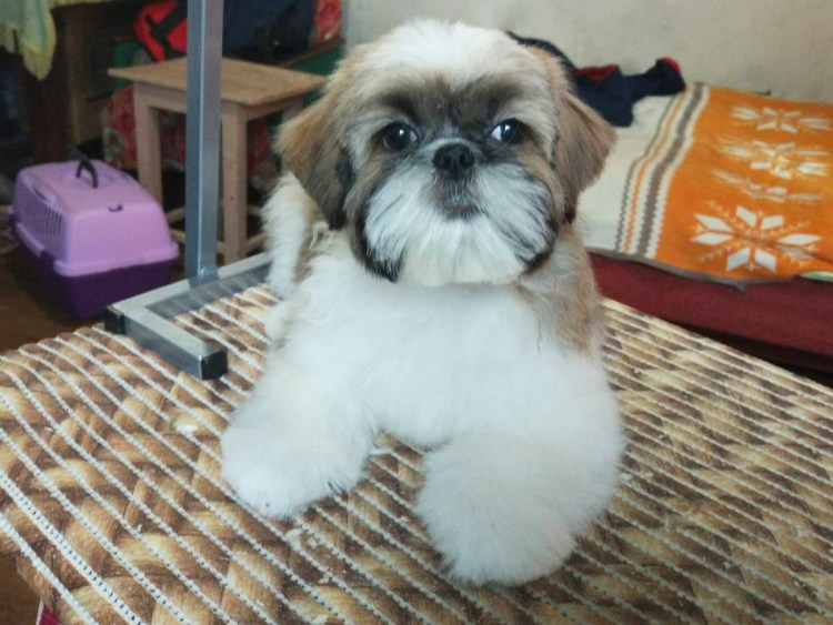 Стрижка ши тцу под щенка