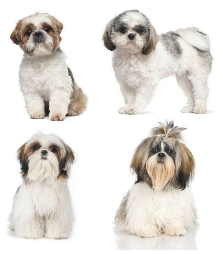 Стрижки щенков ши тцу мальчиков
