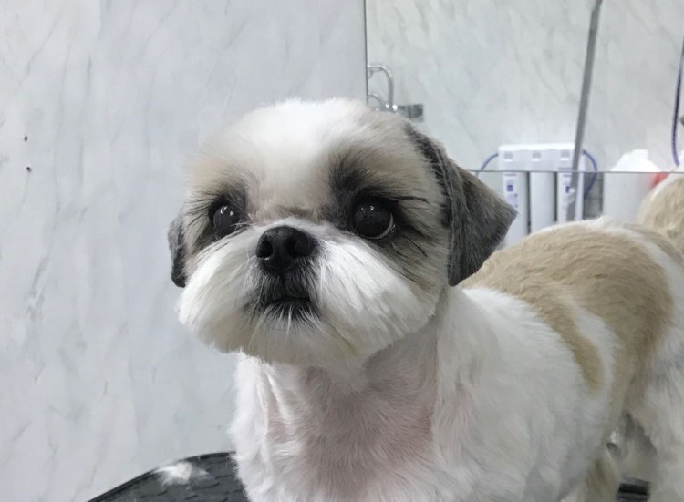 Стрижки ши тцу для мальчиков короткие