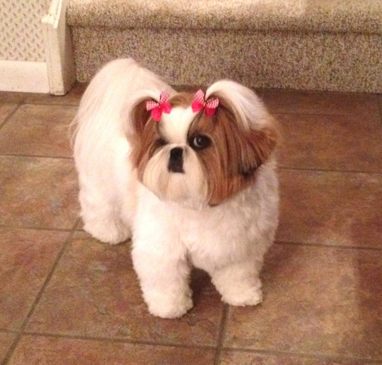 Стрижка шитцу с хвостиком