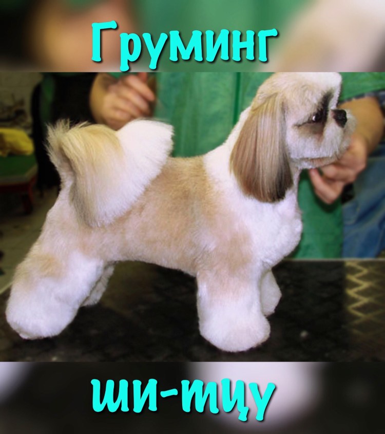 Стрижка ши тцу плюшевый