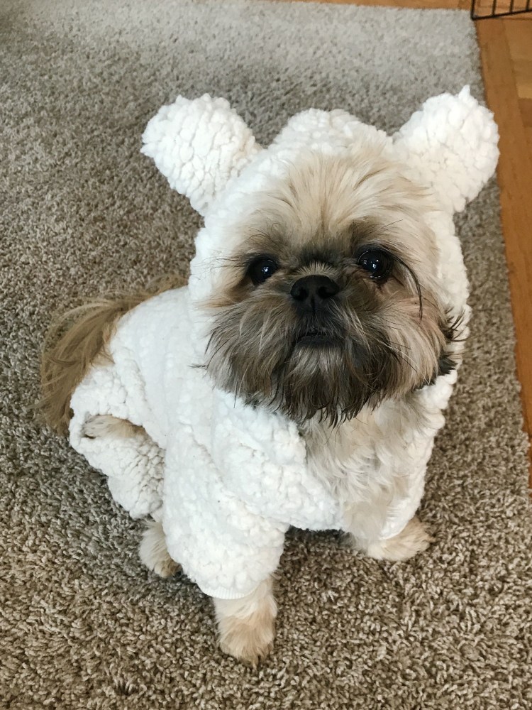 Ши тцу скрещенная с пекинесом