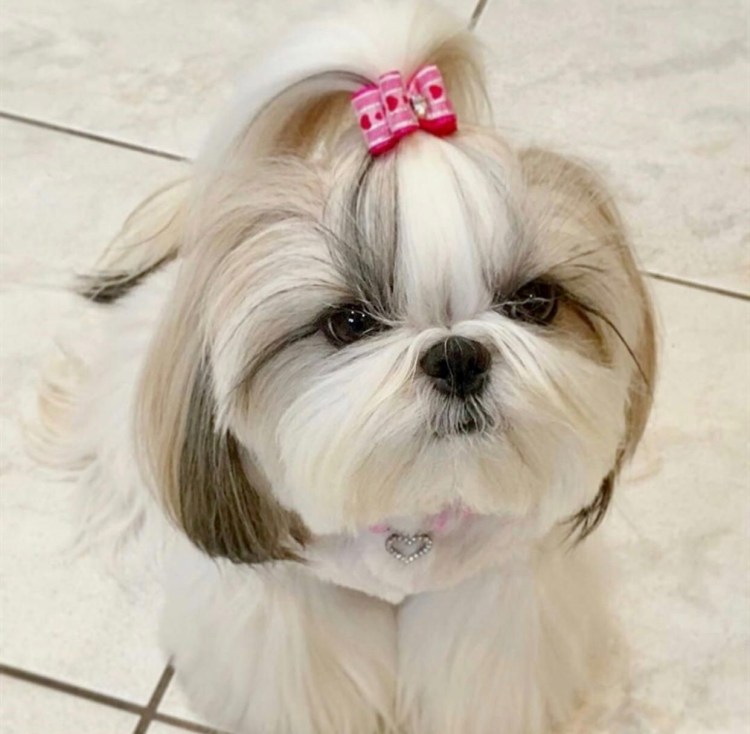 Мордочка ши тцу