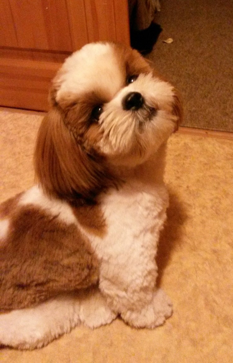 Ши тцу стрижка мишка