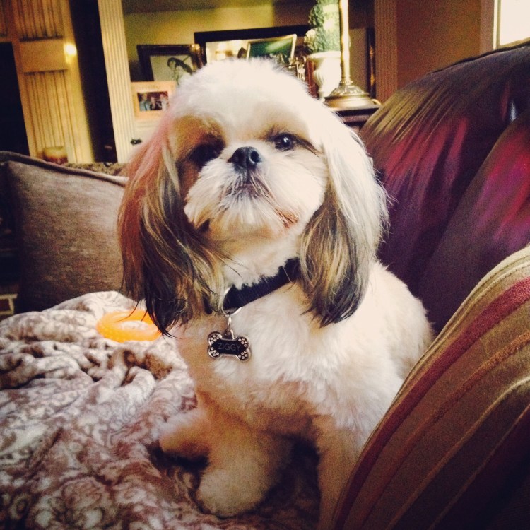 Ши тцу стрижка морды