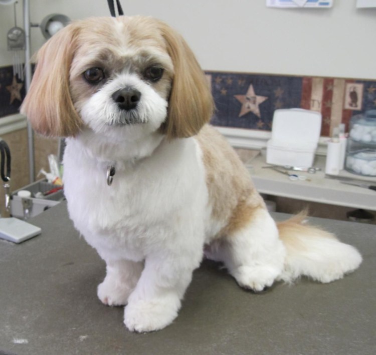 Ши тцу стрижки 2021