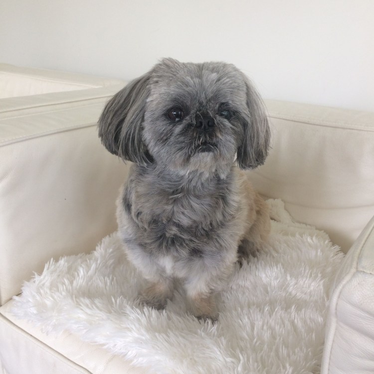 Голубой ши тцу