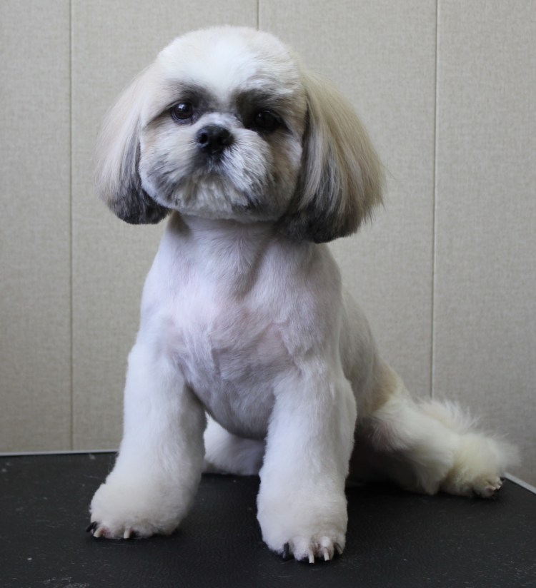 Порода собак ши-тцу