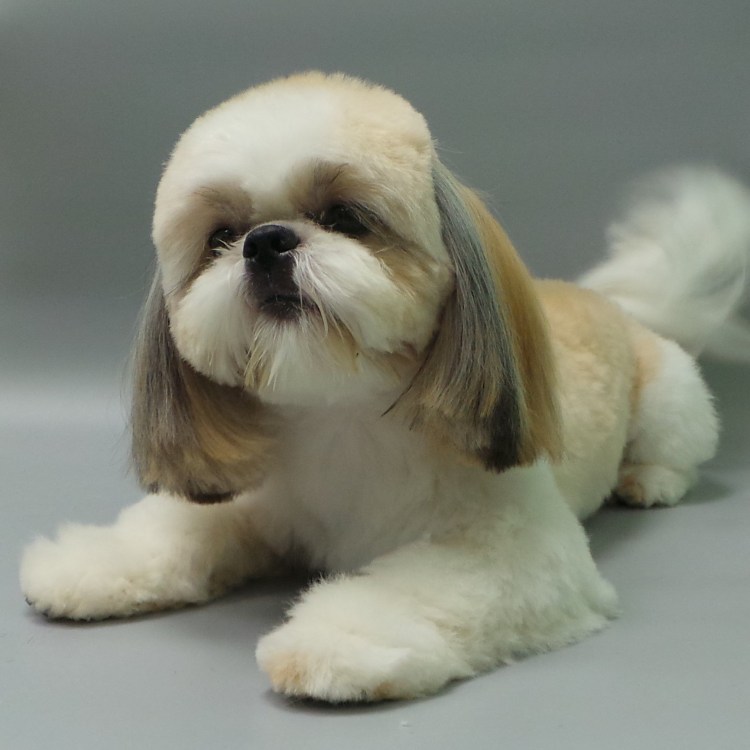 Ши тцу стрижки