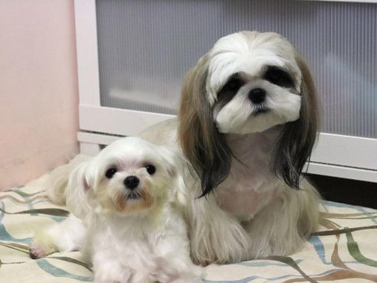 Порода собак ши-тцу