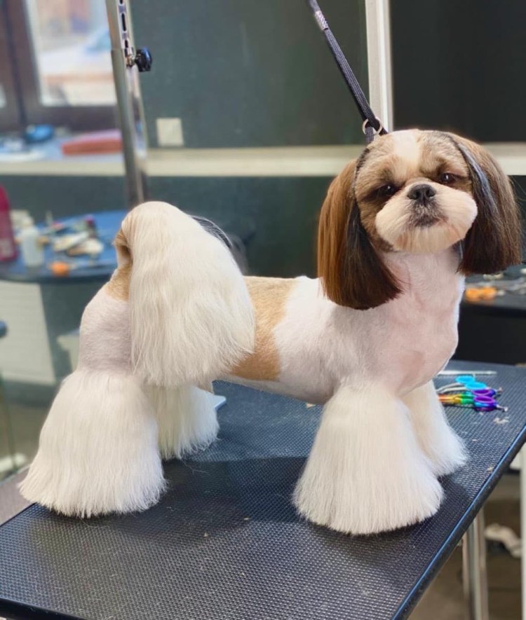 Ши тцу стриженный