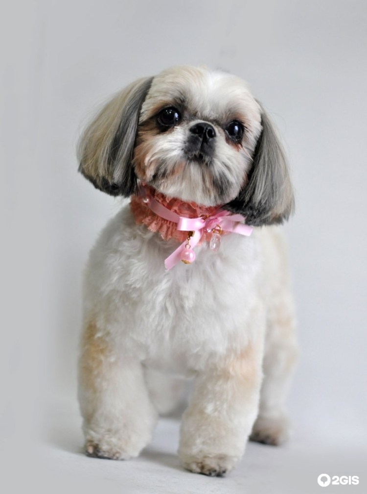 Груминг ши тцу