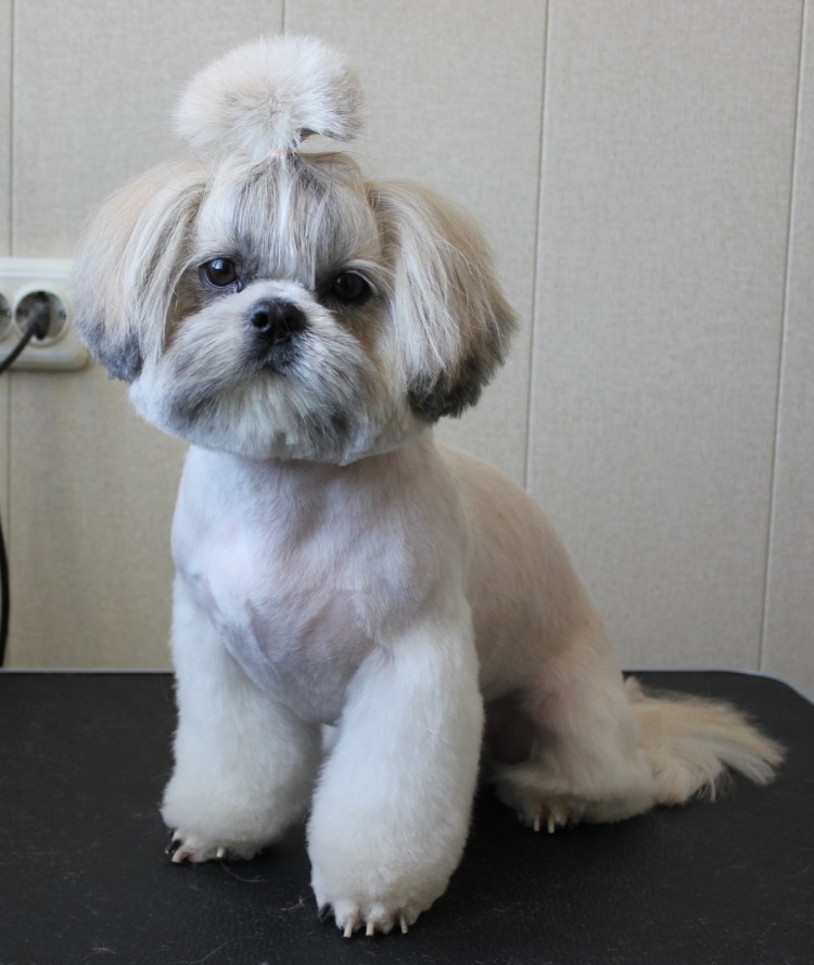 Стрижки ши ши тцу