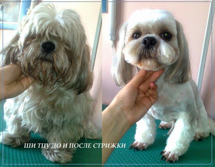 Китайский ши тцу