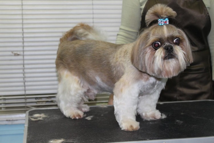 Груминг ши тцу