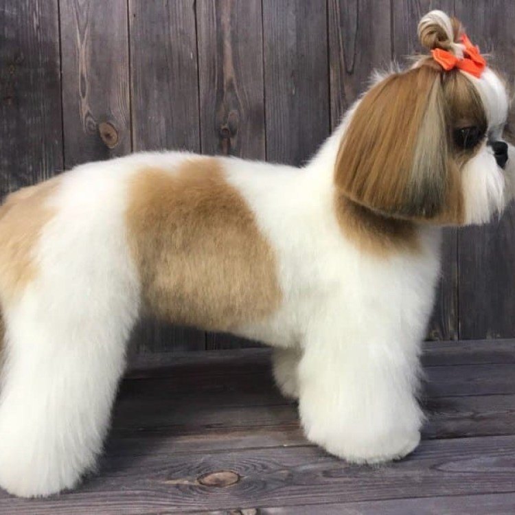 Ши-тцу собака стрижка