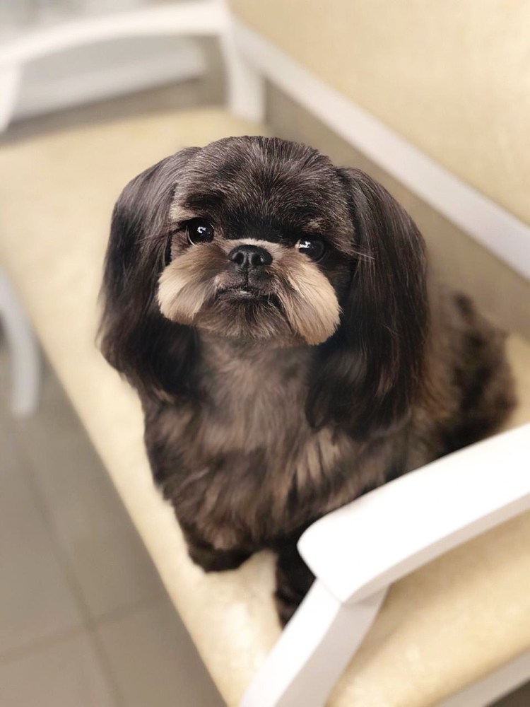 Ши тцу Выставочная стрижка