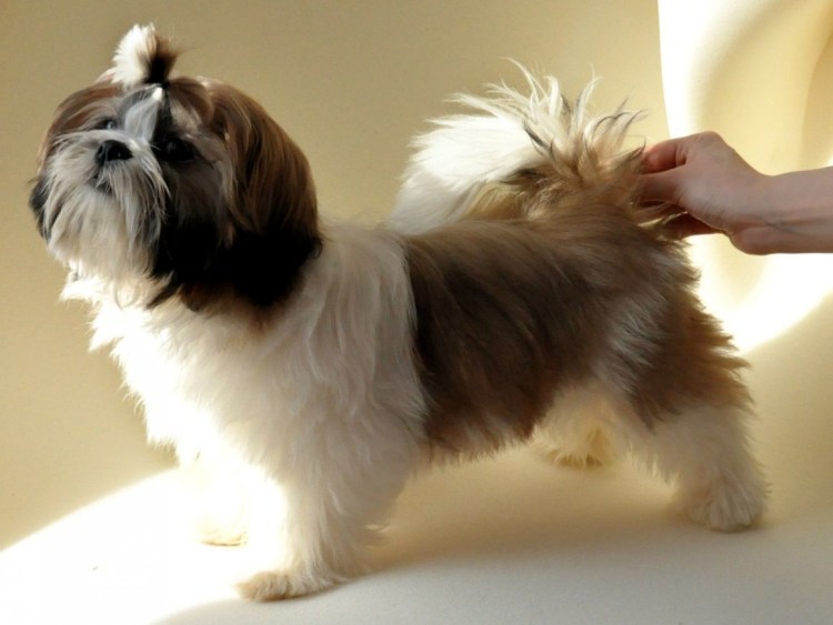 Ши тцу серый