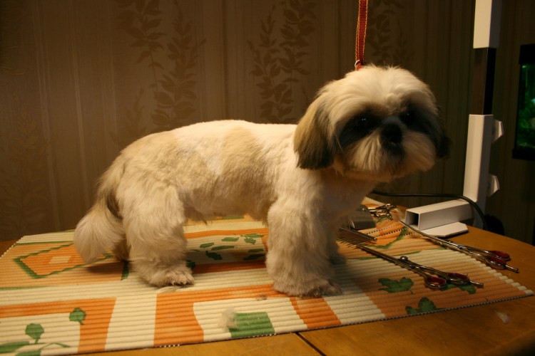 Стрижки ши тцу для девочек