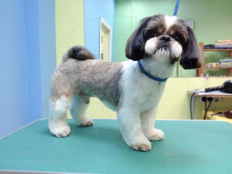 Стрижки ши тцу ши тцу