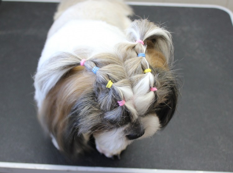 Ши тцу стрижки