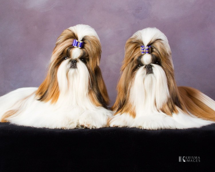 Ши тцу стрижки