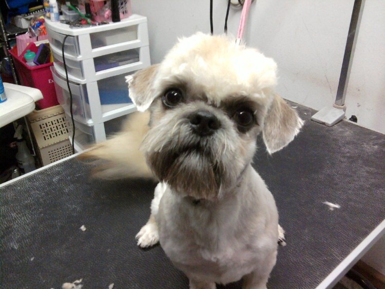 Стрижки ши тцу для мальчиков