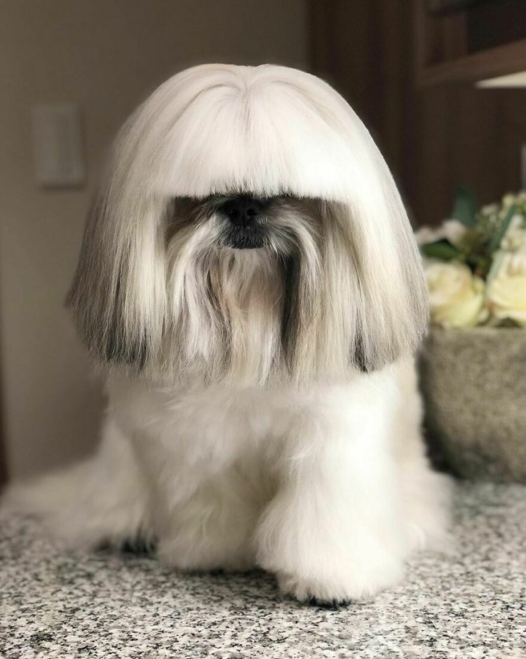 Стрижка ши тцу азиатский стиль