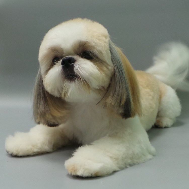 Ши тцу лысая