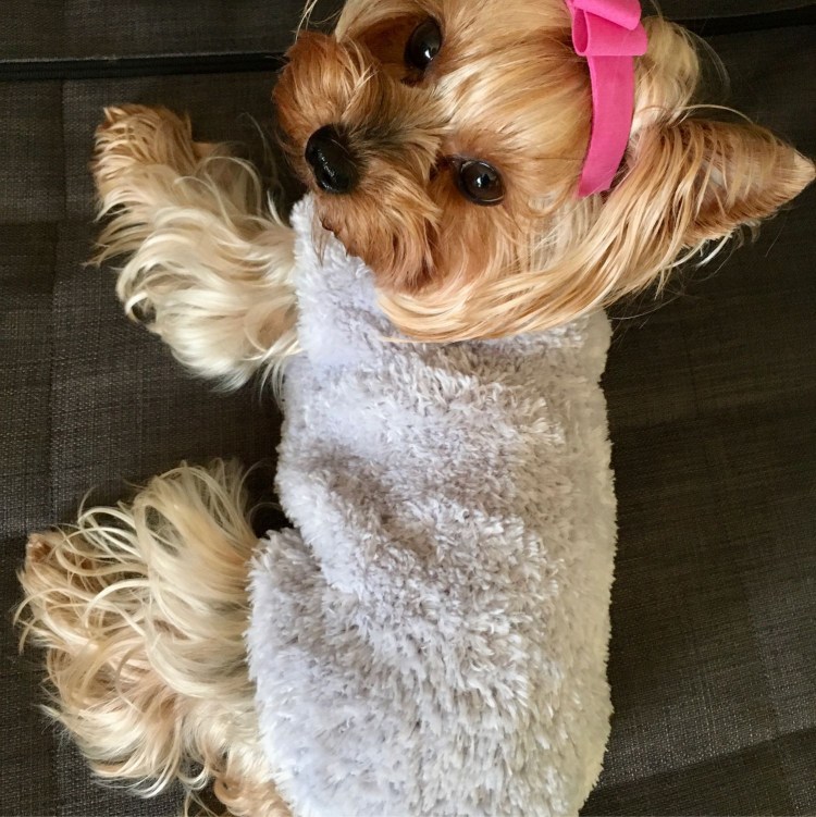 Вязаный костюм для собаки