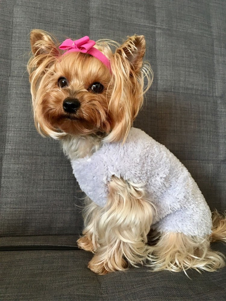 Вязаная одежда для собак