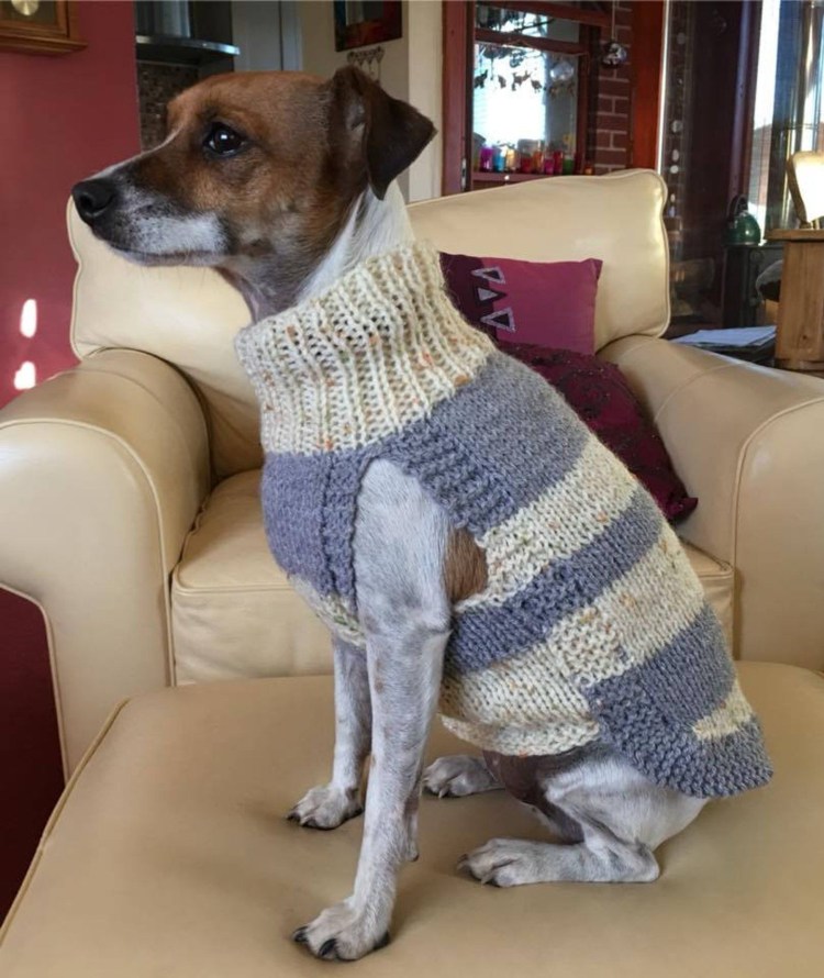 Вязаная кофта для собаки