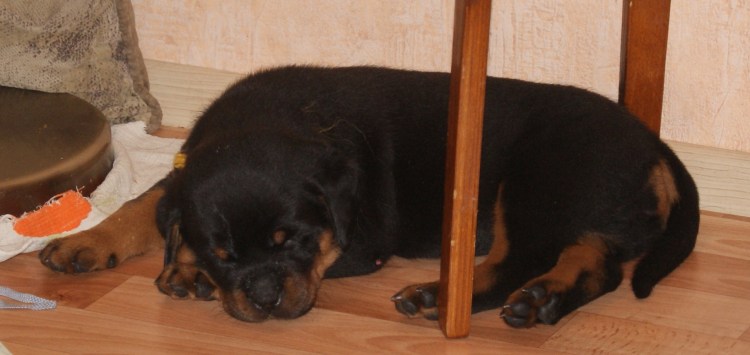 Ротвейлер со спины