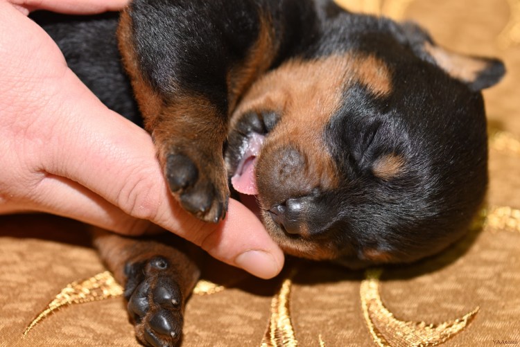 Щенок ротвейлера 6 месяцев