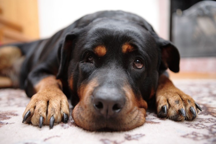Ротвейлер щенок