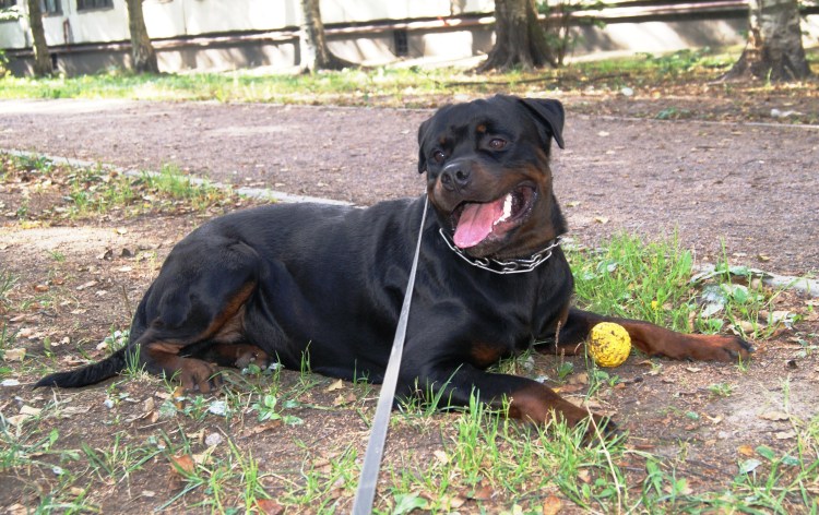 Ротвейлер Шергард