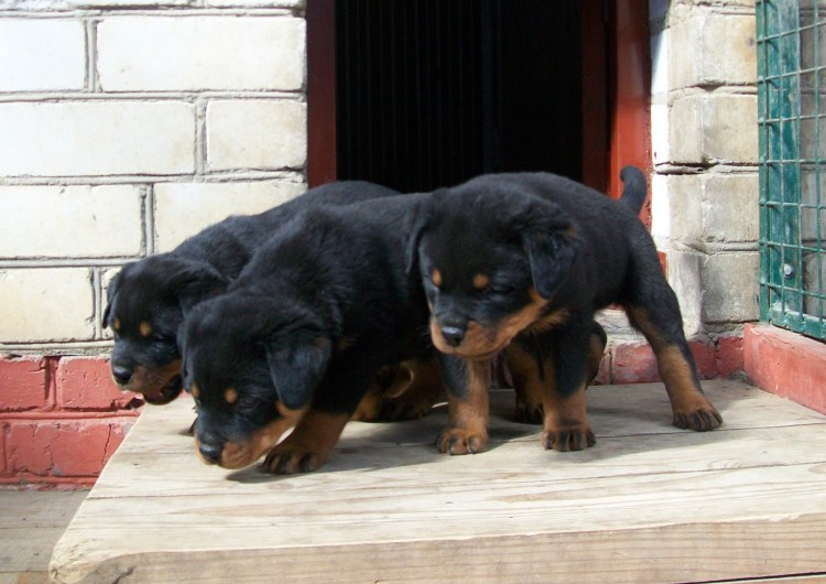Сербский ротвейлер