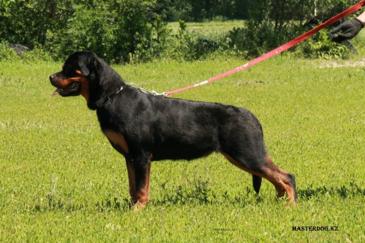 Когда щенки открывают глаза после рождения ротвейлеры