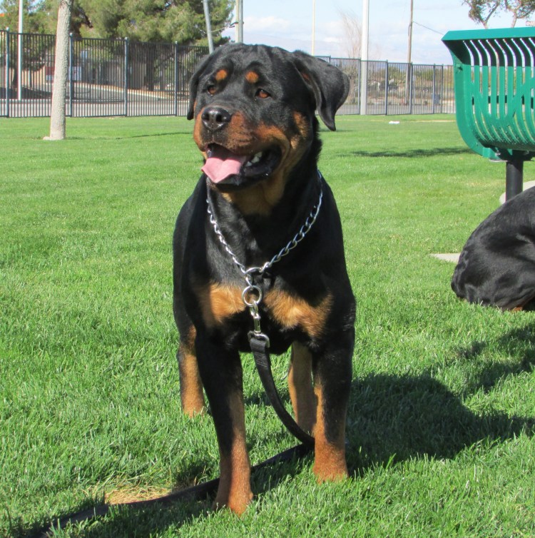 Цуценята ротвейлера