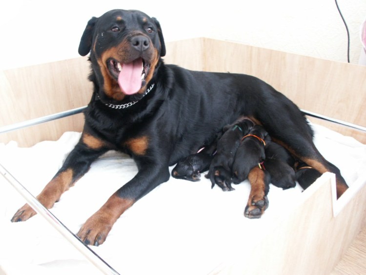 Ротвейлер Альфа