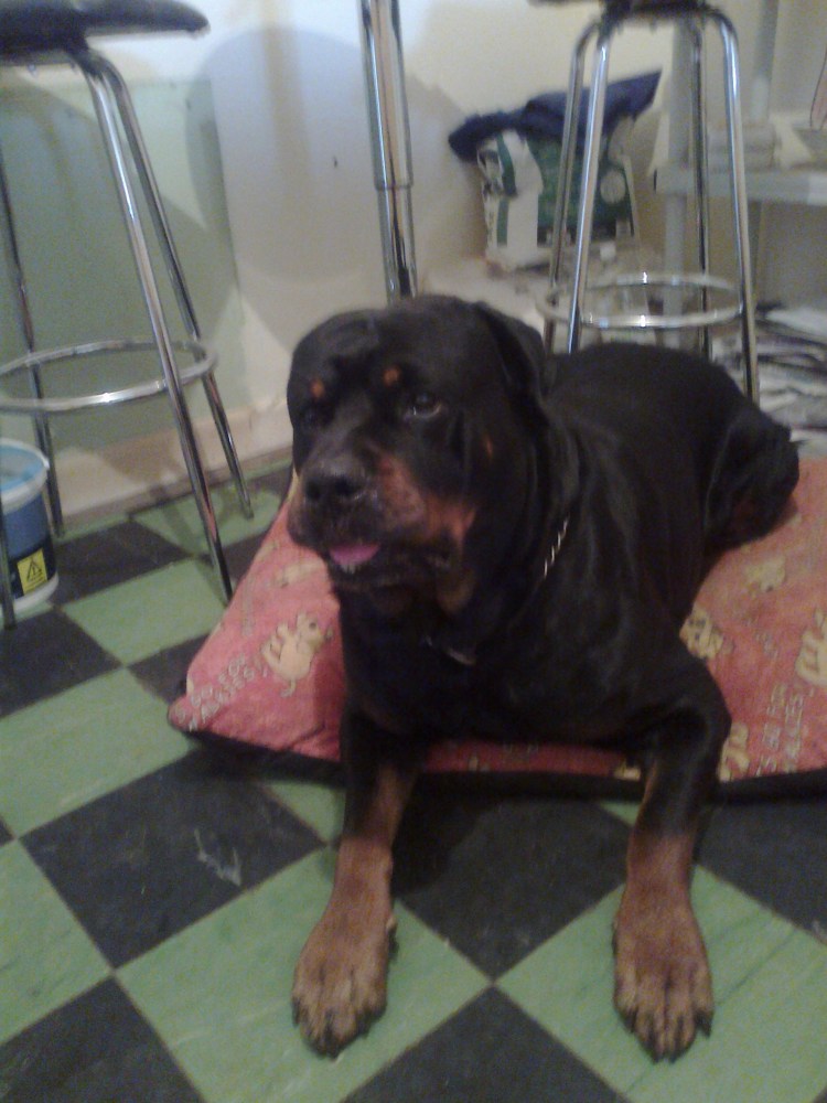 Вес ротвейлера в 3 года