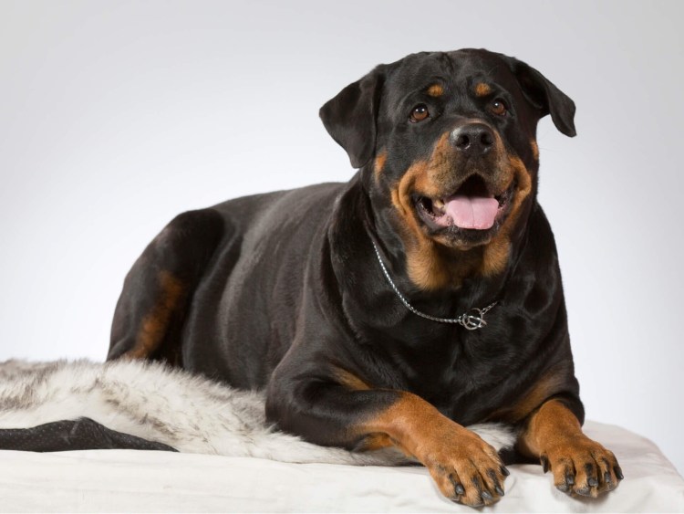 Жирный ротвейлер